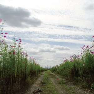 日韩人妻中文无码
