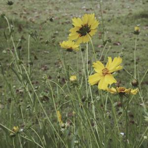 日韩人妻中文无码
